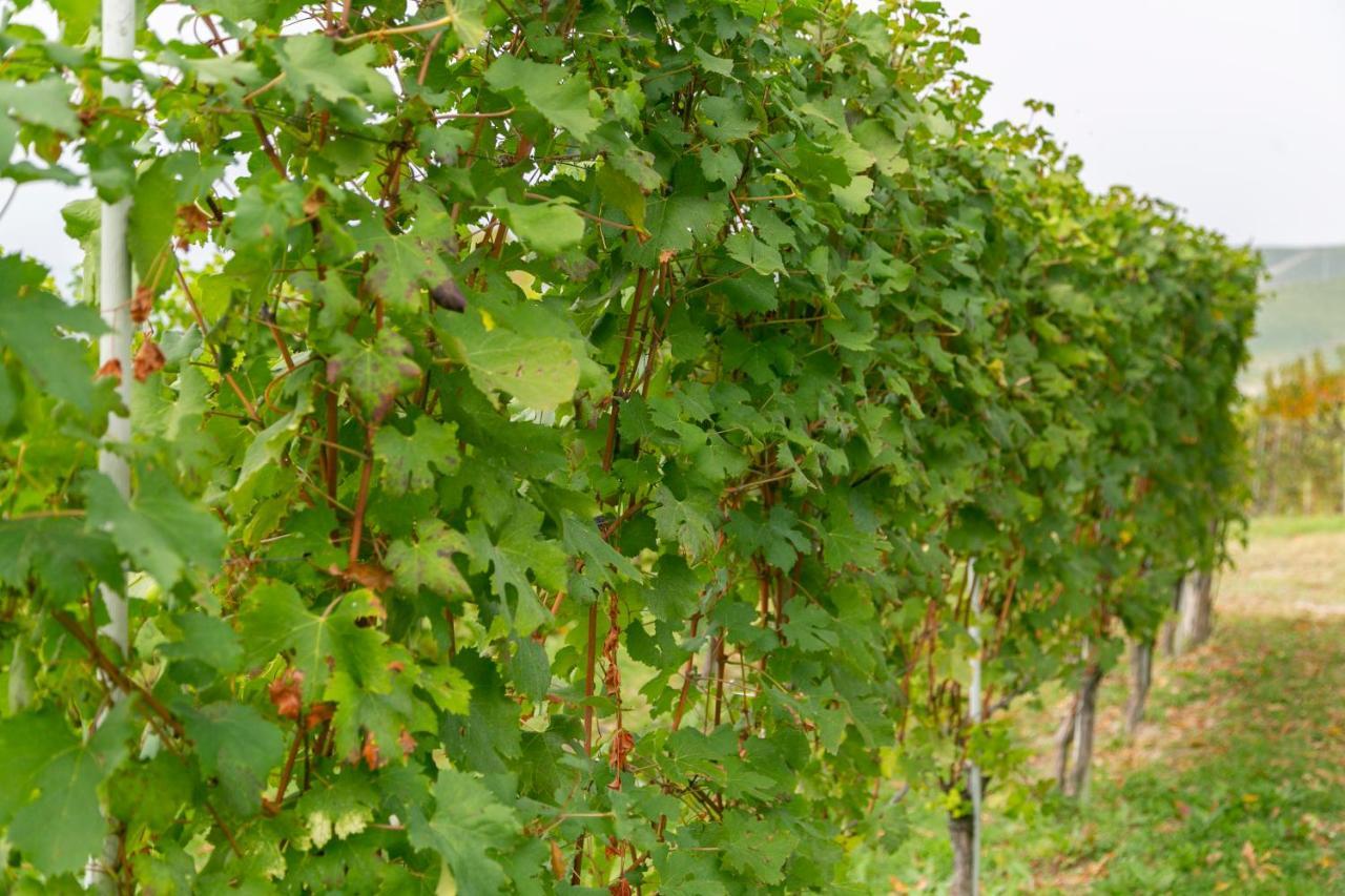 Ca Trifolera Barbaresco - Romantico Cascinale Con Antica Cantina Nel Cuore Delle Langhe - Degustazione Vini Nella Nostra Cantina Kültér fotó