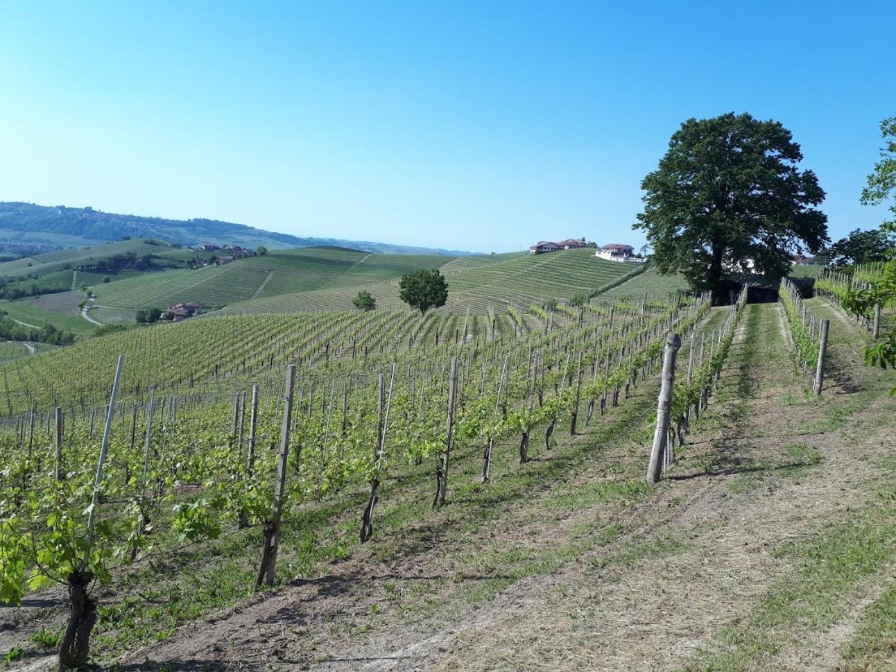 Ca Trifolera Barbaresco - Romantico Cascinale Con Antica Cantina Nel Cuore Delle Langhe - Degustazione Vini Nella Nostra Cantina Kültér fotó