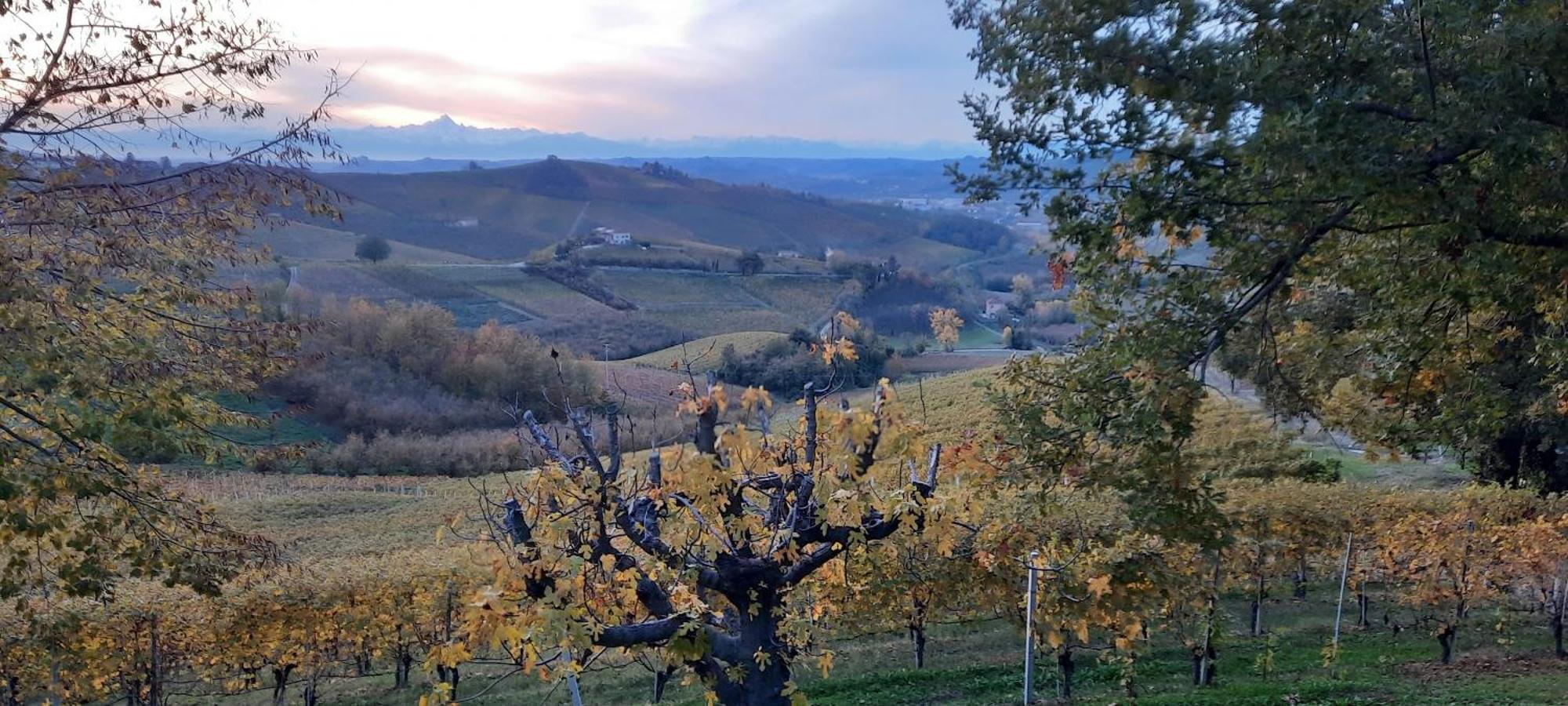 Ca Trifolera Barbaresco - Romantico Cascinale Con Antica Cantina Nel Cuore Delle Langhe - Degustazione Vini Nella Nostra Cantina Kültér fotó